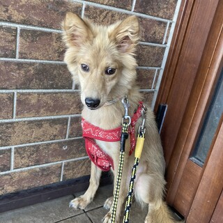 保健所からレスキュー！おとなしいエリーちゃん！