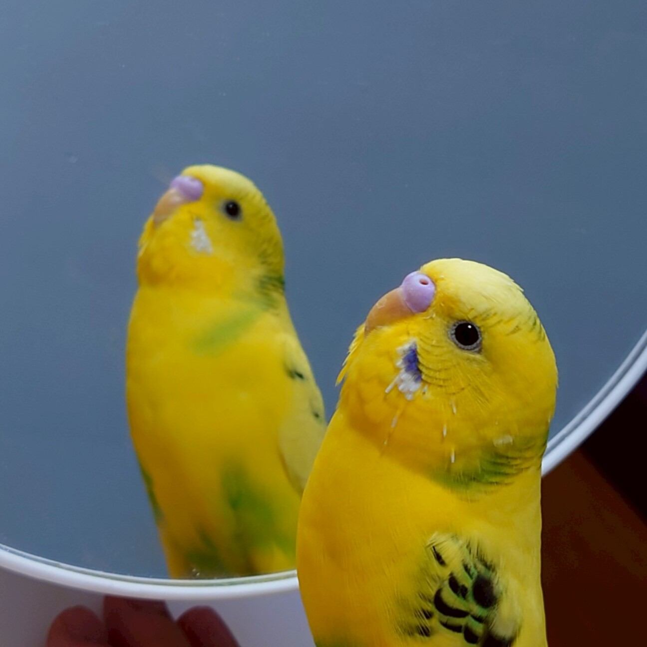 セキセイインコ オス」神奈川県 - 鳥の里親募集(521073) :: ペットの