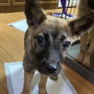 保健所からレスキュー！可愛いイオ君！