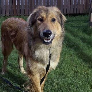 ゴールデンレトリーバー風？優しく穏やかな男の子