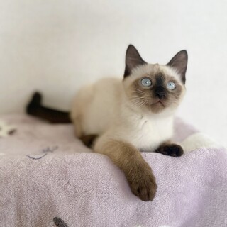 シャムMIXの保護猫里親募集情報 :: ペットのおうち【里親決定29