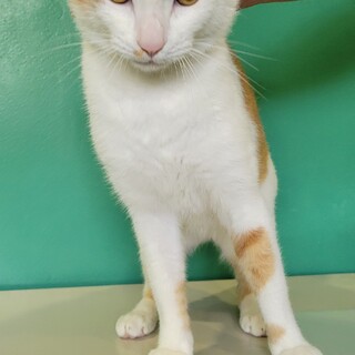 センター収容のくらのすけ