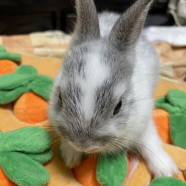 6月4日生まれのネザードワーフの赤ちゃんです。家の事情で飼えなくなりました。