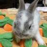 6月4日生まれのネザードワーフの赤ちゃんです。家の事情で飼えなくなりました。