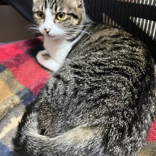 初めはシャイ、賢くて甘えん坊、可愛くて天使のよう