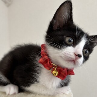 元気いっぱい兄妹たち・鈴依（りい）ちゃん