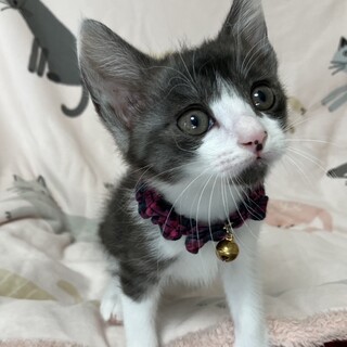 元気いっぱい兄妹たち・鈴珠（すず）ちゃん