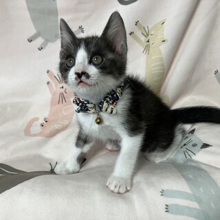 元気いっぱい兄妹たち・鈴大（りんと）くん