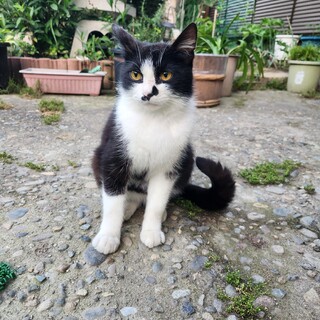 ハチワレ・日本地図なちょび髭♂