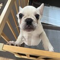 里親募集します