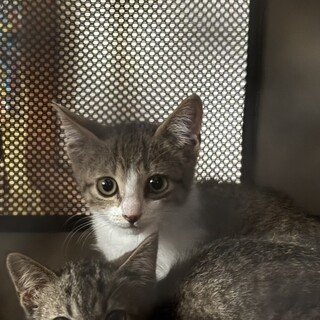 子猫の里親募集