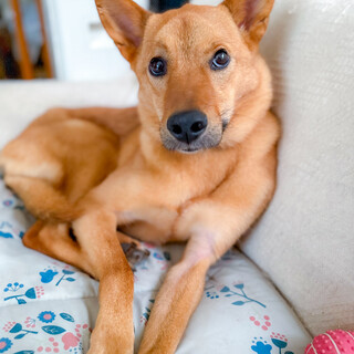 可愛いMixの女の子【チャイ】