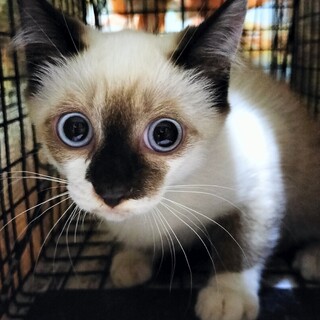 ブルーアイ♡仲良し美猫３兄妹るん