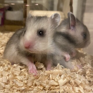 ダウバンデット×セーブルハムスターの子ども