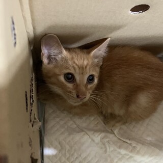 元気いっぱいな茶トラ‎くん♪かぎしっぽが特徴