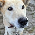 小さな子供にも優しい人懐っこい中型犬です。