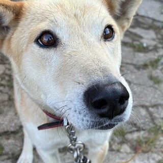 小さな子供にも優しい人懐っこい中型犬です。