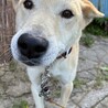 小さな子供にも優しい人懐っこい中型犬です。 サムネイル3