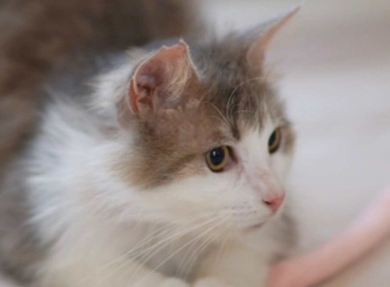 ♥(ΦωΦ)ヒマラヤン・ヒマちゃん♥長毛・(ΦωΦ)里親様募集(ΦωΦ)♥ ラガマフィンみたい ふわ」千葉県 - 猫の里親募集(521098