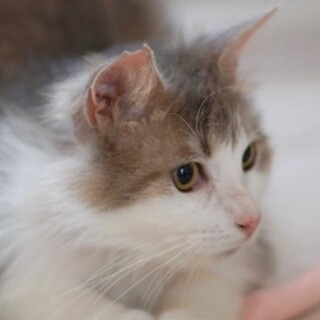 ラガマフィンみたい　ふわふわ長毛グレー猫