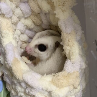 フクロモモンガ　オス　1才