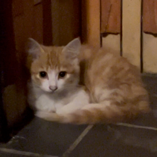 4月生まれの茶トラの男の子