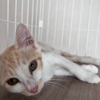 4月生まれのパステル茶トラの男の子