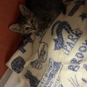 子猫　オス
