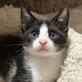 おてんばでおちゃめなひまりちゃん