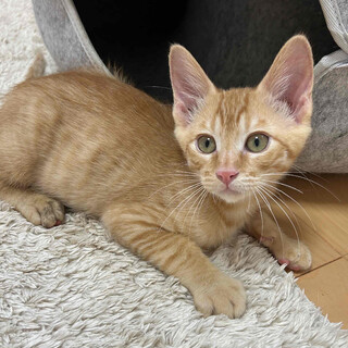 ヤンチャで食いしん坊なひなたくん