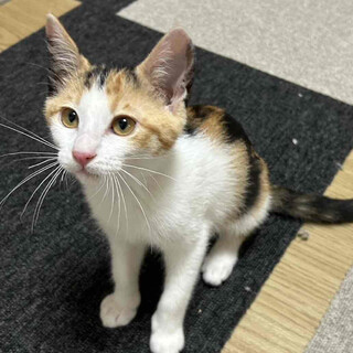 甘えんぼで美人なみもざちゃん