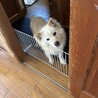 顔も性格も可愛い、九里おじいしゃんです サムネイル2