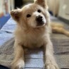 顔も性格も可愛い、九里おじいしゃんです サムネイル3
