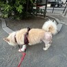 顔も性格も可愛い、九里おじいしゃんです サムネイル4