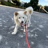 顔も性格も可愛い、九里おじいしゃんです サムネイル5