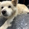 顔も性格も可愛い、九里おじいしゃんです サムネイル6