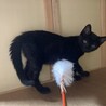 元気いっぱい黒猫の仔猫ちゃん♡ サムネイル5
