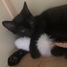 元気いっぱい黒猫の仔猫ちゃん♡ サムネイル7