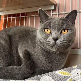 ブリティッシュショートヘア かわいい2歳の女の子