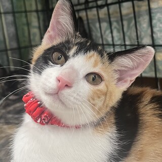 里親決定★三毛猫プリンちゃん3ヶ月