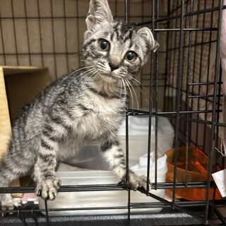 2ヶ月　甘えん坊　サバトラ猫　こなつちゃん