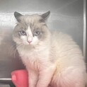 動物病院にて保護1歳4ヶ月美しいラグドールの男の子