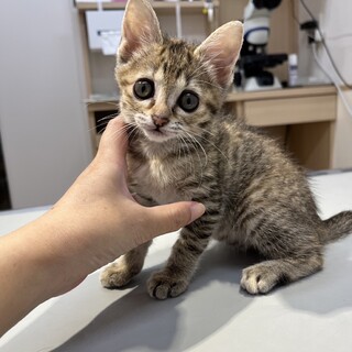 ハンデがありますが元気なチョコちゃん❣️