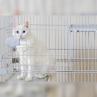 あたたかい家庭へ繋ぎたいです！