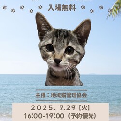 猫カフェで開催する夜のミニ譲渡会