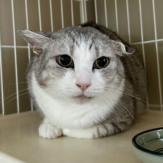 短足気味でまんまるなライムちゃん