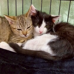 まだら家 サムネイル2