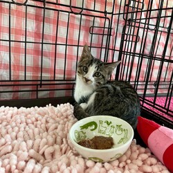 まだら家 サムネイル2