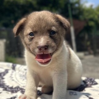 神秘的なおめめのクーリッシュくん