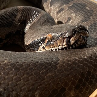 2018年生まれスマトラブラッドパイソン　里親募集